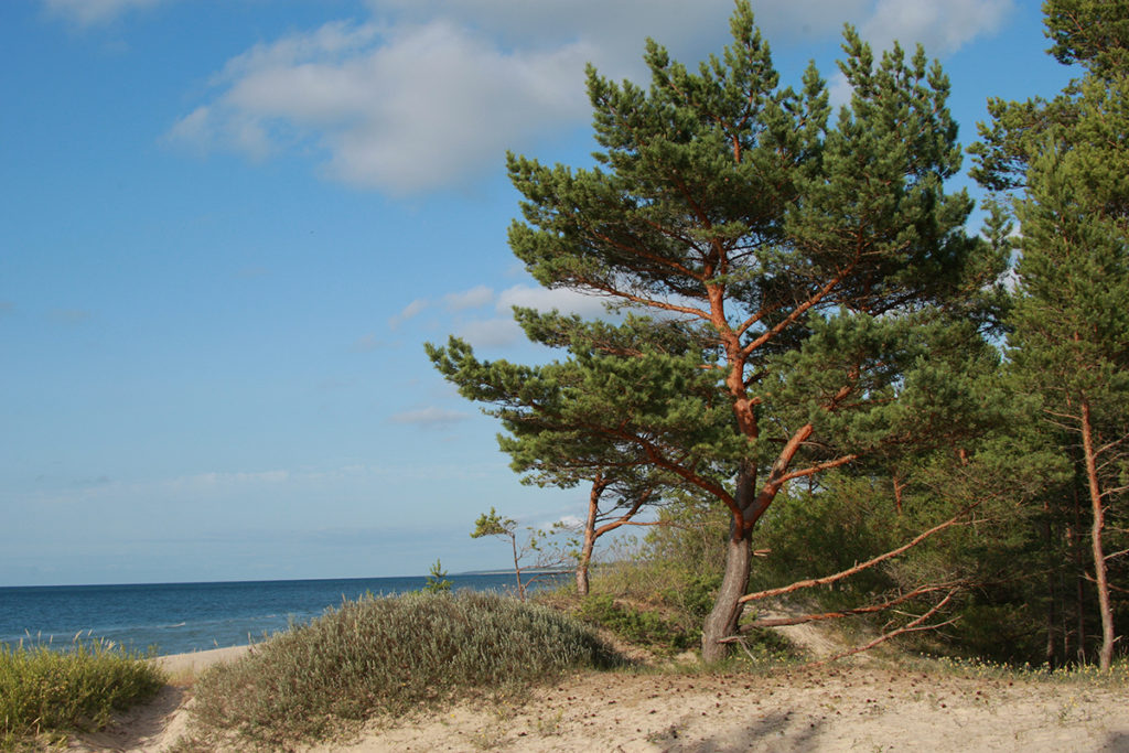 On the coast of Saaremaa